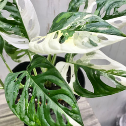 葉数多め♡  ハーフムーン マドカズラ 斑入り Monstera adansonii モンステラ アダンソニー  6号 7枚目の画像