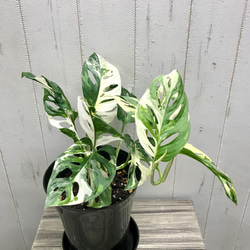 葉数多め♡  ハーフムーン マドカズラ 斑入り Monstera adansonii モンステラ アダンソニー  6号 3枚目の画像