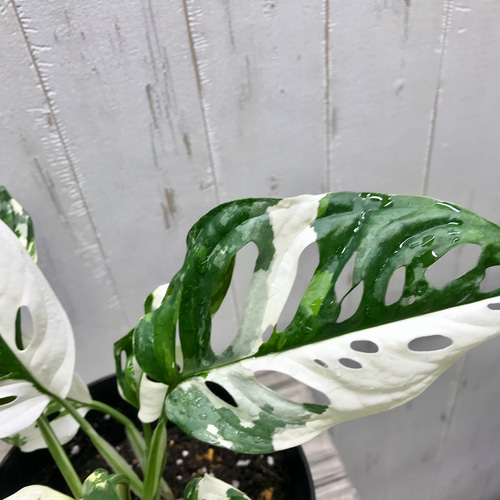 マドカズラ　斑入り　Monstera adansonii ハーフ　2 Amazon.co.jp: 斑入りマドカズラ 希少 観葉植物Monstera