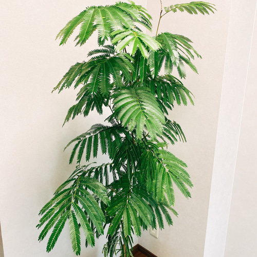 在庫］エバーフレッシュ 観葉植物 セラアート鉢受け皿付き おしゃれ