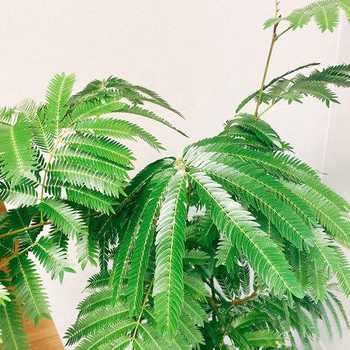 エバーフレッシュ ファイバー鉢 お皿付き エバーフレッシュ ファイバー鉢 お皿付き エバーフレッシュ