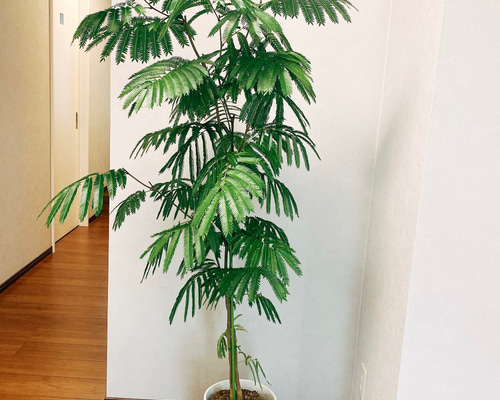 専用　エバーフレッシュ ファイバー鉢 お皿付き エバーフレッシュ ファイバー鉢 お皿付き 観葉植物