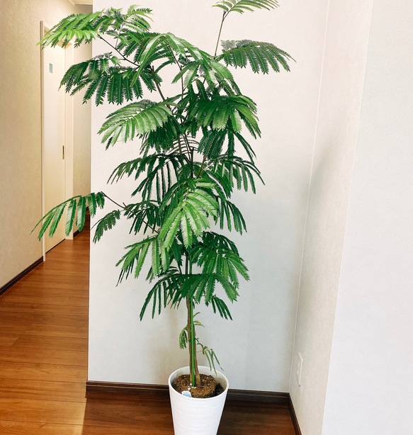 【観葉植物】エバー　フレッシュ　受皿付 観葉植物】 エバーフレッシュ 受皿付