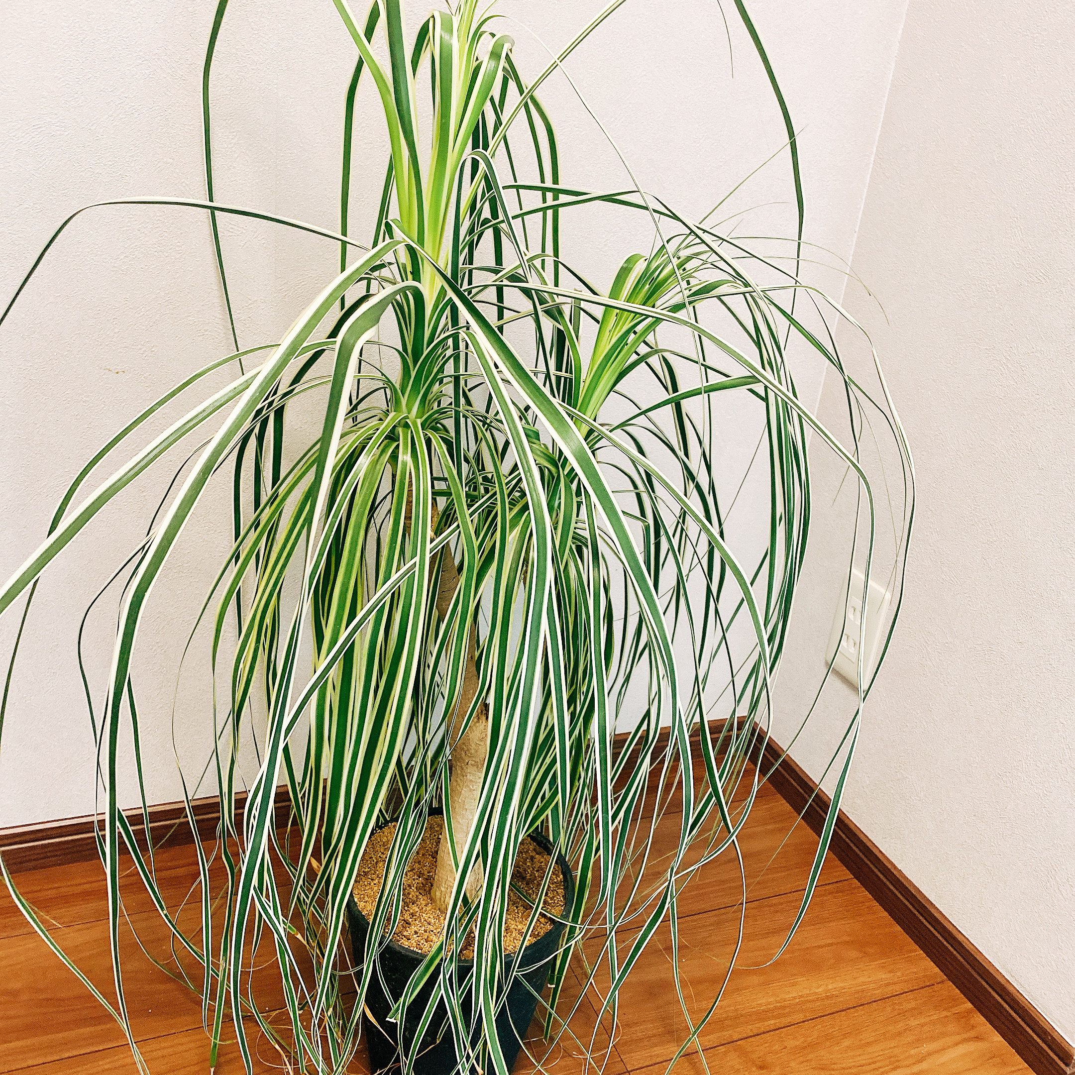 現品］【希少】 トックリラン 斑入り ポニーテール ノリナ