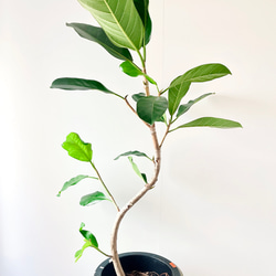 【10/3撮影】極希少 フィカス ロイ 曲がり 観葉植物 室内 8枚目の画像