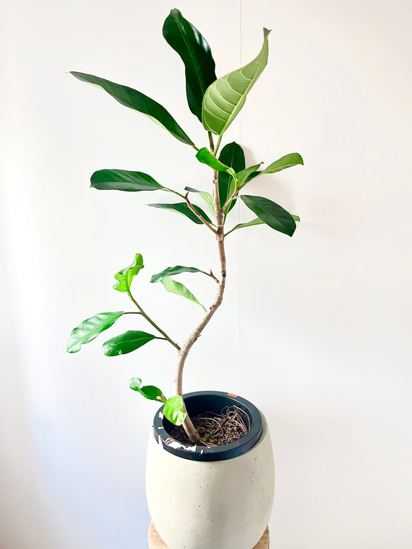 【10/3撮影】極希少 フィカス ロイ 曲がり 観葉植物 室内 10枚目の画像