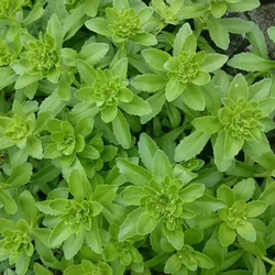 多肉植物 セダム 森村万年草 切り苗20カット 多肉植物 jt-dreams 通販
