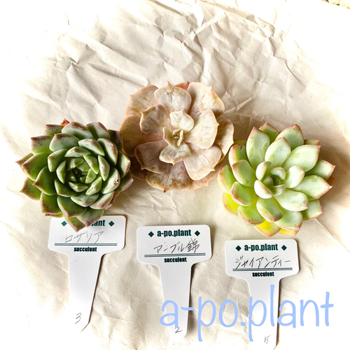 多肉植物カット苗気まぐれセット