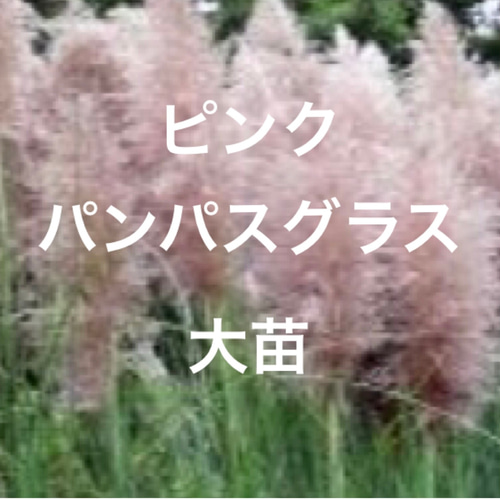 限定】パンパスグラス ピンク 大苗 ポット ピンクパンパスグラス