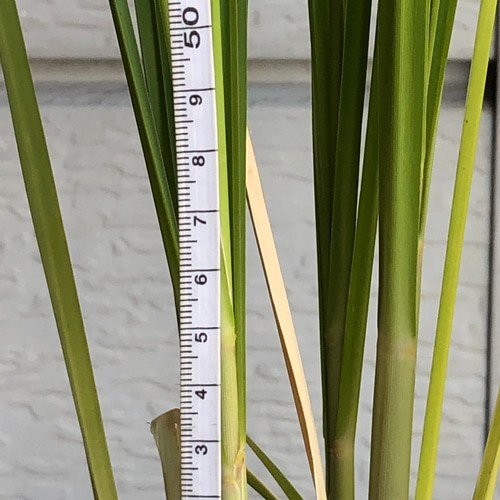 限定】パンパスグラス ピンク 大苗 ポット ピンクパンパスグラス