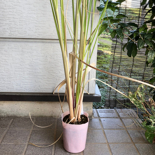 限定】パンパスグラス ピンク 大苗 ポット ピンクパンパスグラス