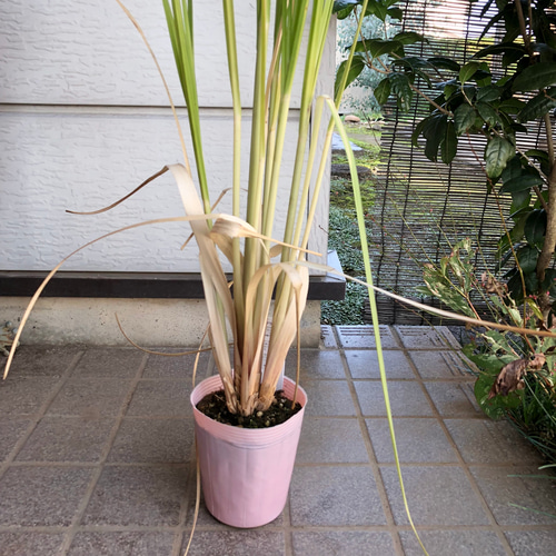 限定】パンパスグラス ピンク 大苗 ポット ピンクパンパスグラス