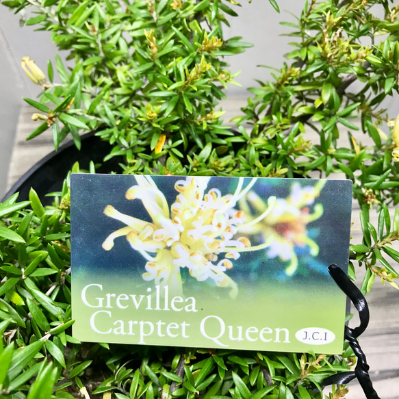 グレビレア  カーペットクイーン  Grevillea 'Carpet Queen' 8枚目の画像