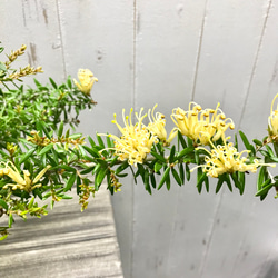 グレビレア  カーペットクイーン  Grevillea 'Carpet Queen' 5枚目の画像