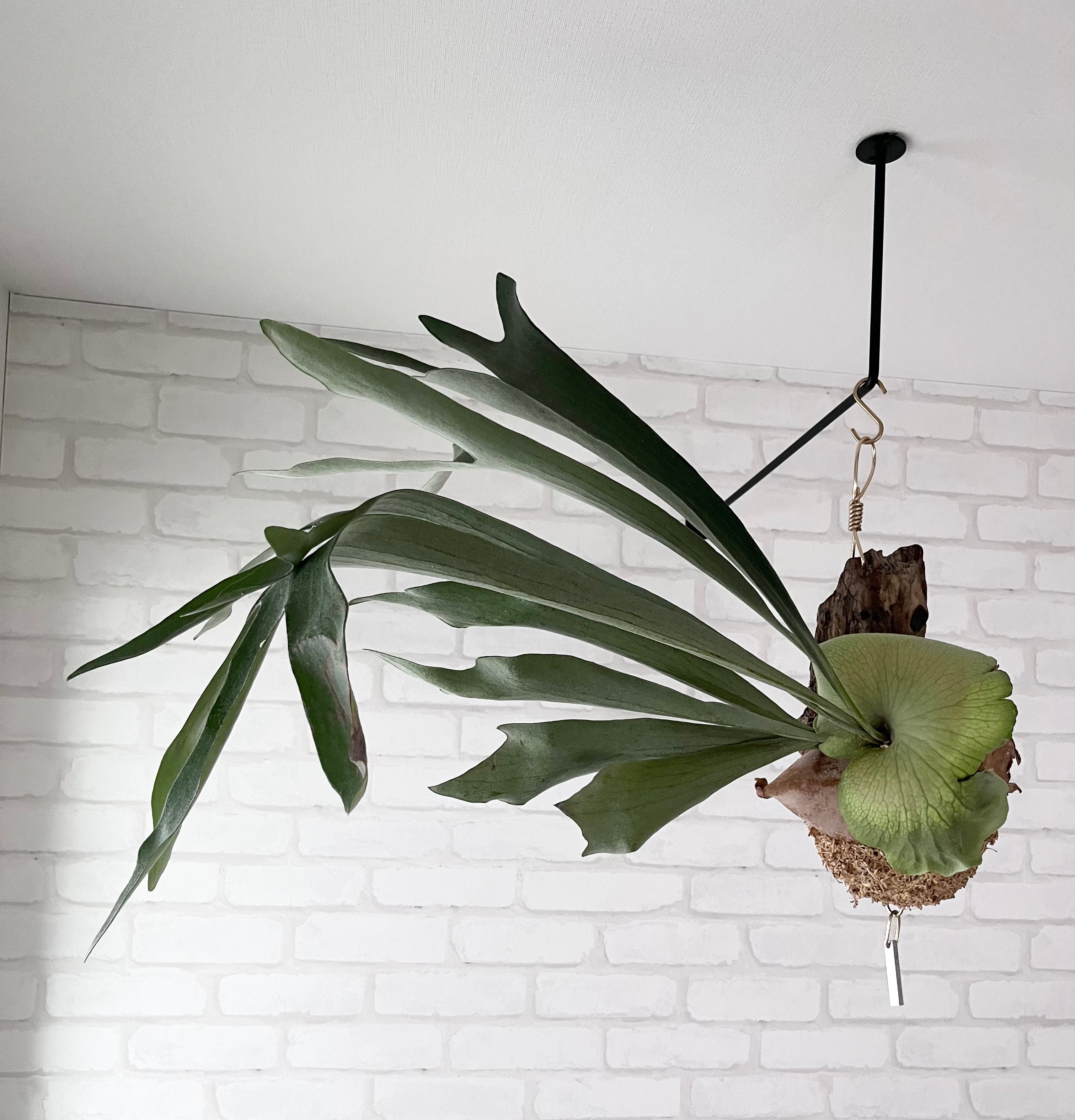 専用　コウモリラン コウモリラン（ビカクシダ） ネザーランド – Little Green Planet