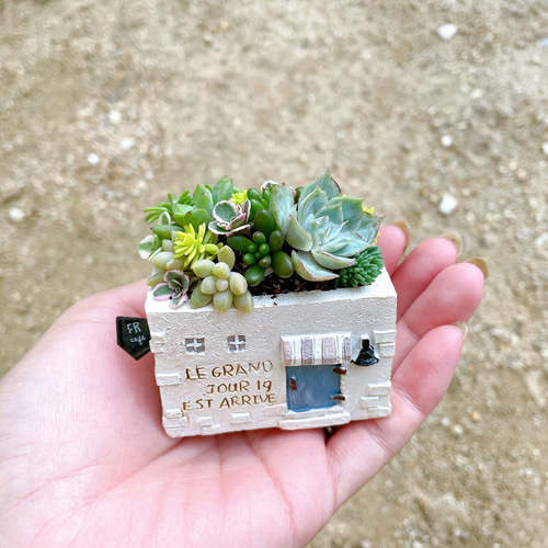 ブリキ缶とミニハウスのセット寄せ植え〜 多肉植物 多肉植物寄せ植え