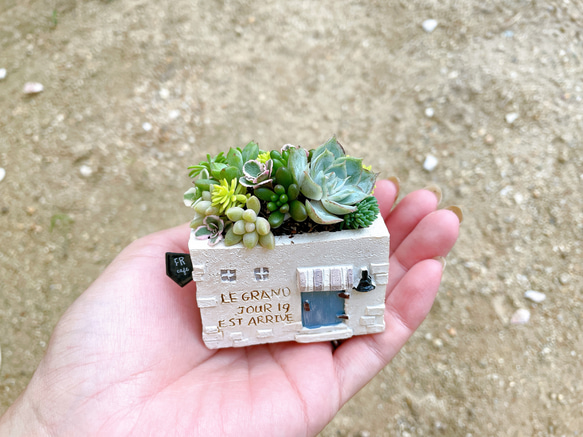 〜ブリキ缶とミニハウスのセット寄せ植え〜 多肉植物 多肉植物寄せ植え 多肉寄せ植え ギフト プレゼント 9枚目の画像