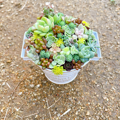 ☆多肉植物　寄せ植え〜フック付きブリキ缶寄せ植え　セット〜★ ☆多肉植物 寄せ植え〜フック付きブリキ缶寄せ植え セット〜☆ - メルカリ