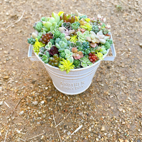 ブリキ缶とミニハウスのセット寄せ植え〜 多肉植物 多肉植物寄せ植え