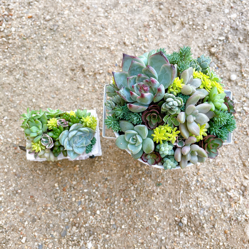ブリキ缶とミニハウスのセット寄せ植え〜 多肉植物 多肉植物寄せ植え