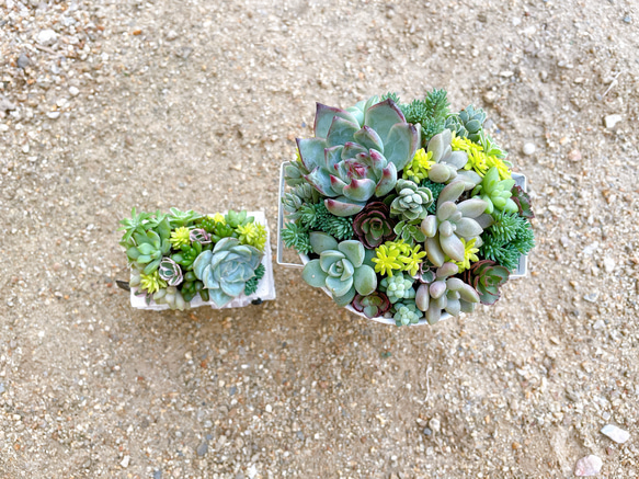 〜ブリキ缶とミニハウスのセット寄せ植え〜 多肉植物 多肉植物寄せ植え 多肉寄せ植え ギフト プレゼント 3枚目の画像