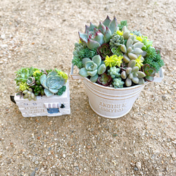 ブリキ缶とミニハウスのセット寄せ植え〜 多肉植物 多肉植物寄せ