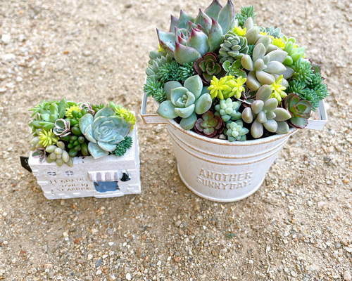 ☆多肉植物　寄せ植え〜フック付きブリキ缶寄せ植え　セット〜★ ☆多肉植物 寄せ植え〜フック付きブリキ缶寄せ植え セット