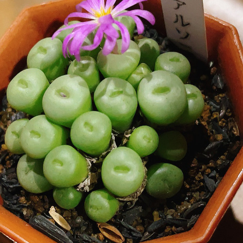 コノフィツム ペアルソニー 抜き苗 多肉植物 Obesa 通販 コノフィツム ペアルソニー 抜き苗 多肉植物 Obesa 通販