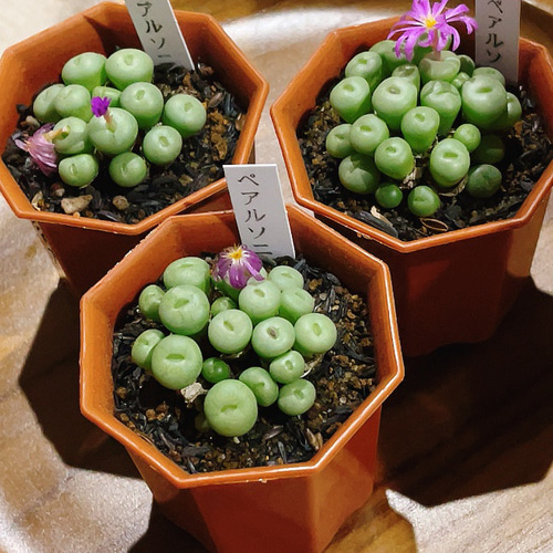 コノフィツム ペアルソニー 抜き苗 多肉植物 Obesa 通販