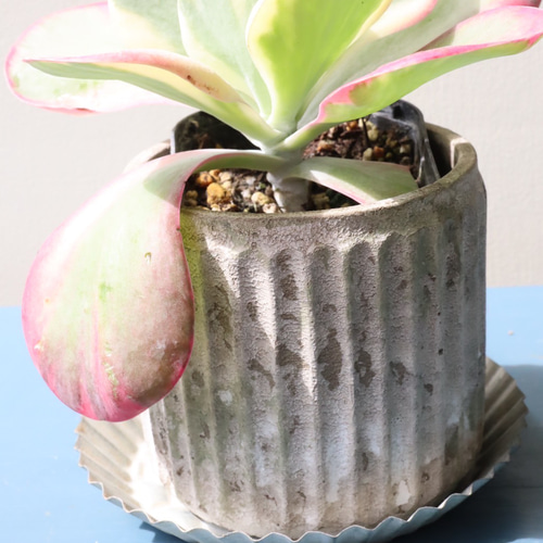 模様が素敵なカランコエ＊デザートローズ トーイン錦＊斑入り＊多肉