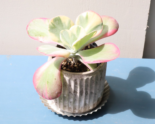 d691ace8b293d45963b17f1e25bd75