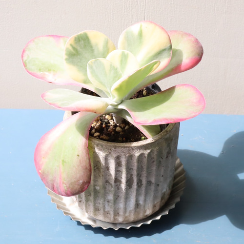 多肉植物 青い花模様の鉢*3