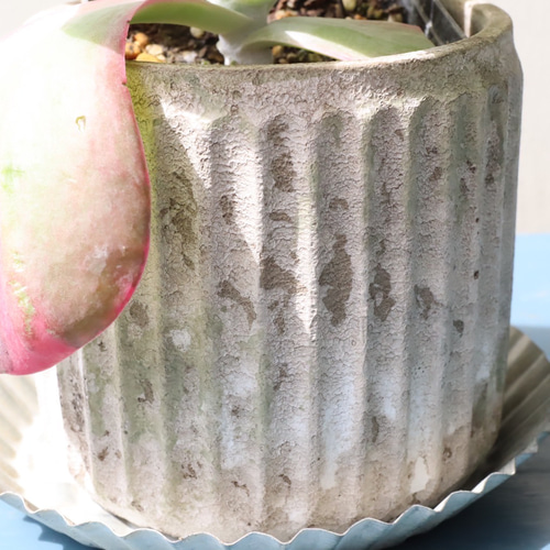 模様が素敵なカランコエ＊デザートローズ トーイン錦＊斑入り＊多肉