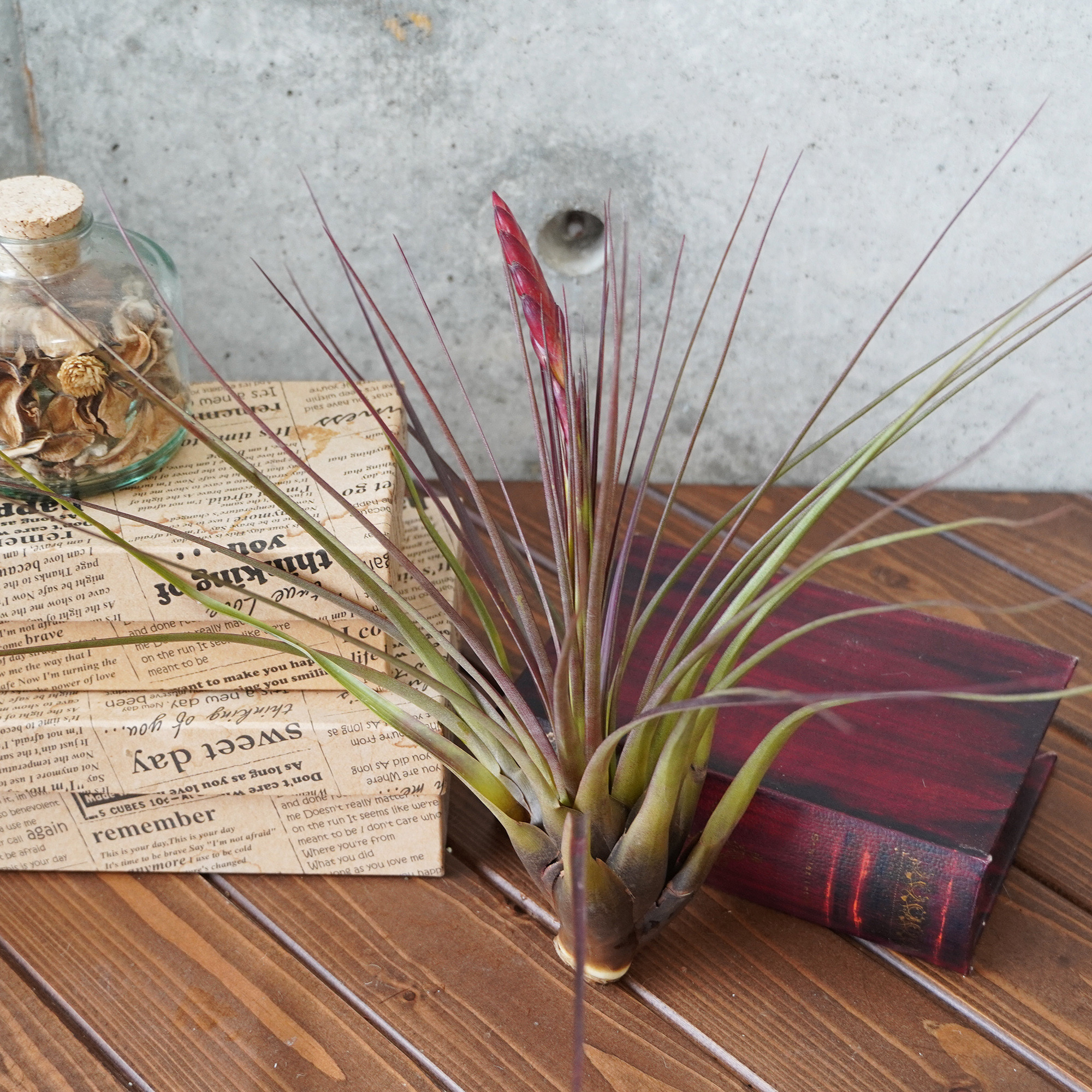 エアプランツ チランジア デュラティー ドゥラティ ドラティ レア 特大