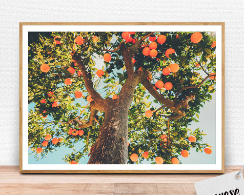 リッチで元気な気持ちになるオレンジの木 アートプリントポスター 写真