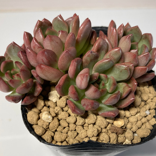 SOLD ピンクルルビー 群生 厳選韓国苗 名前付き 多肉植物 〜Green 