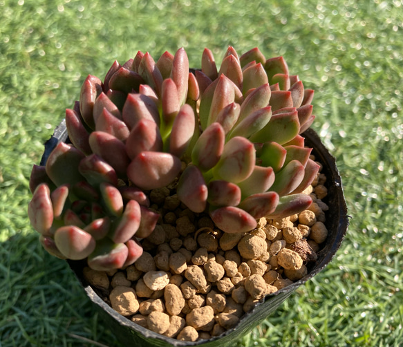 SOLD ピンクルルビー 群生 厳選韓国苗 名前付き 多肉植物 〜Green 