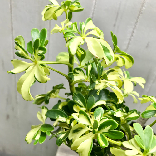 希少 曲がり仕立て♡ 斑入り小葉タイプ シェフレラ JANINE ジェニーネ