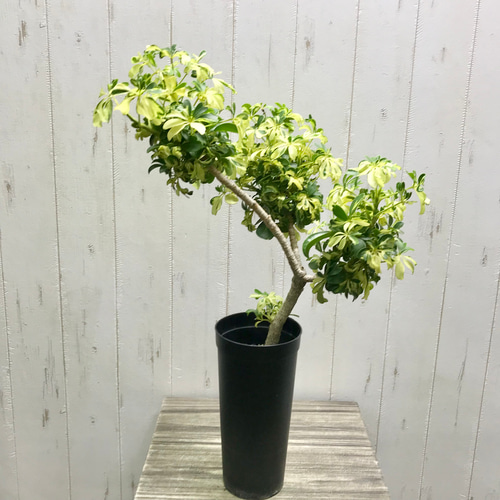 希少 曲がり仕立て♡ 斑入り小葉タイプ シェフレラ JANINE