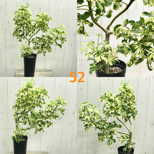 楽天市場】【選べる現品発送】 観葉植物 斑入り シェフレラ