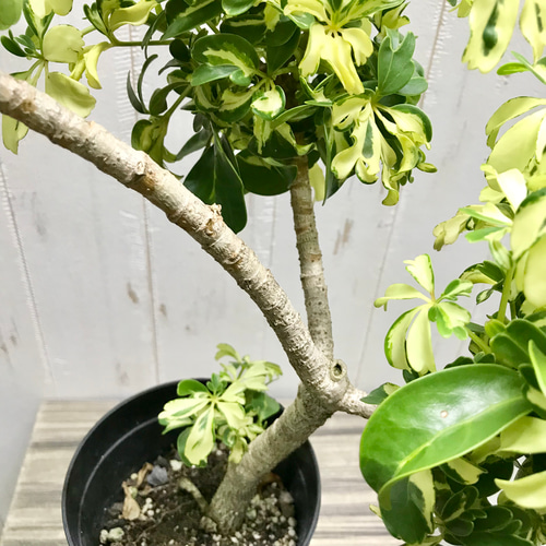 希少 曲がり仕立て♡ 斑入り小葉タイプ シェフレラ JANINE ジェニーネ