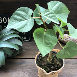 フィカス　パルメリ♡塊根植物♡ハートの葉っぱ♡観葉植物 7枚目の画像