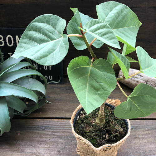 フィカス パルメリ♡塊根植物♡ハートの葉っぱ♡観葉植物 アート