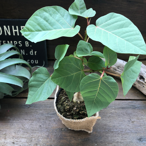 フィカス　パルメリ♡塊根植物♡ハートの葉っぱ♡観葉植物 12枚目の画像