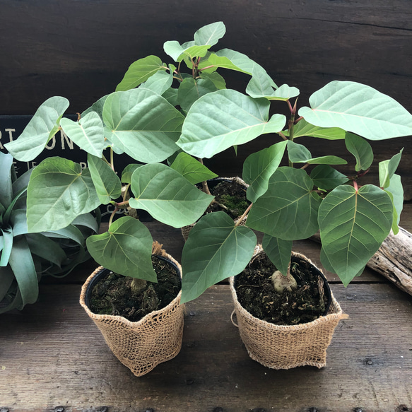 フィカス　パルメリ♡塊根植物♡ハートの葉っぱ♡観葉植物 16枚目の画像