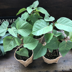 フィカス　パルメリ♡塊根植物♡ハートの葉っぱ♡観葉植物 11枚目の画像