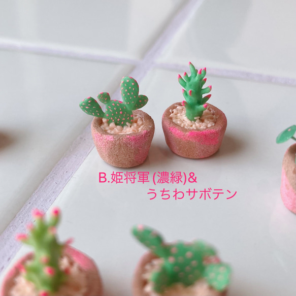 パリピ植物 ミニチュア 3枚目の画像