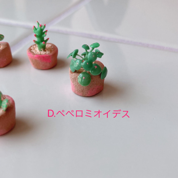 パリピ植物 ミニチュア 5枚目の画像