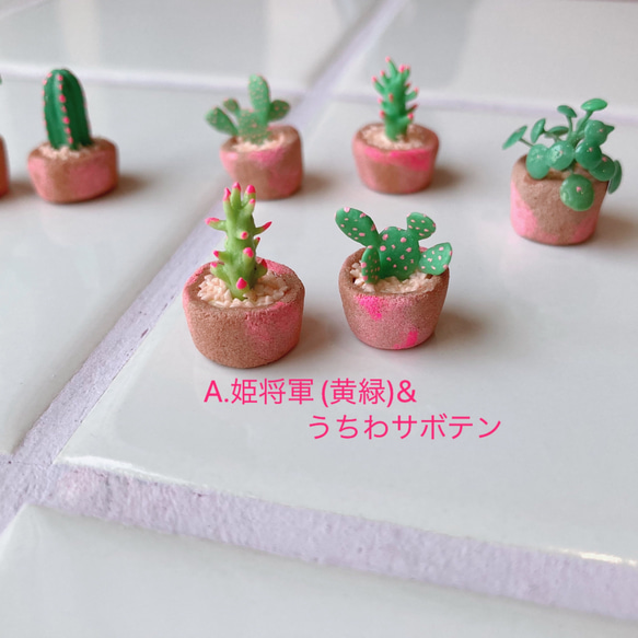 パリピ植物 ミニチュア 2枚目の画像