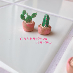 パリピ植物 ミニチュア 4枚目の画像